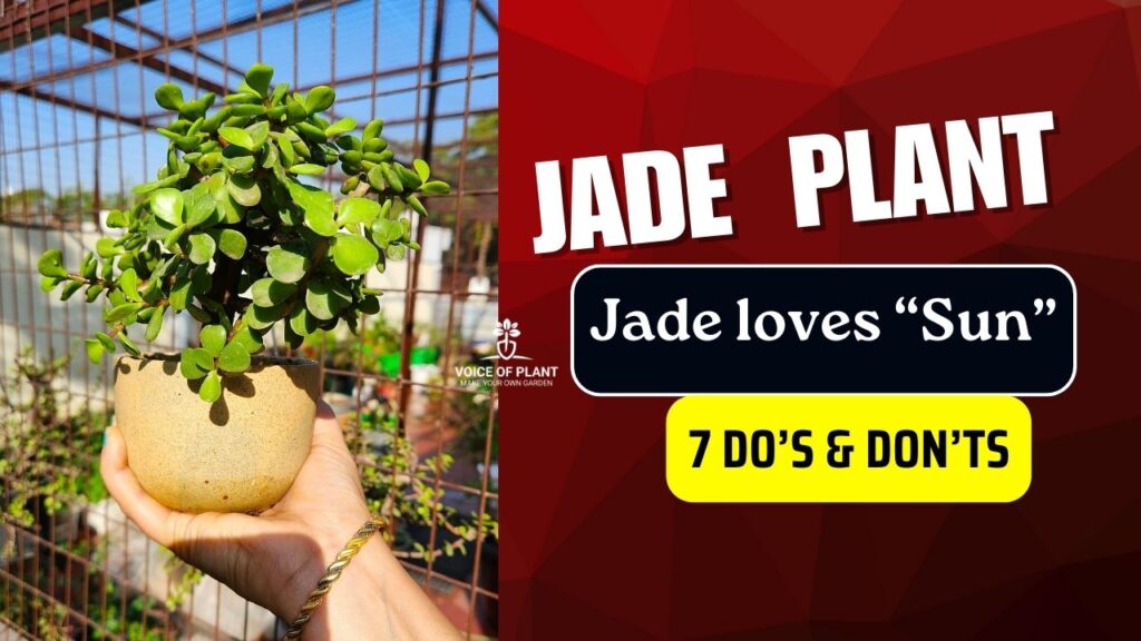 tips to care jade plant in summer