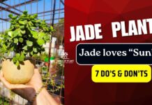 7 Tips To Care Jade Plant in Summer for Healthy Growth tips to care jade plant in summer