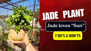 tips to care jade plant in summer