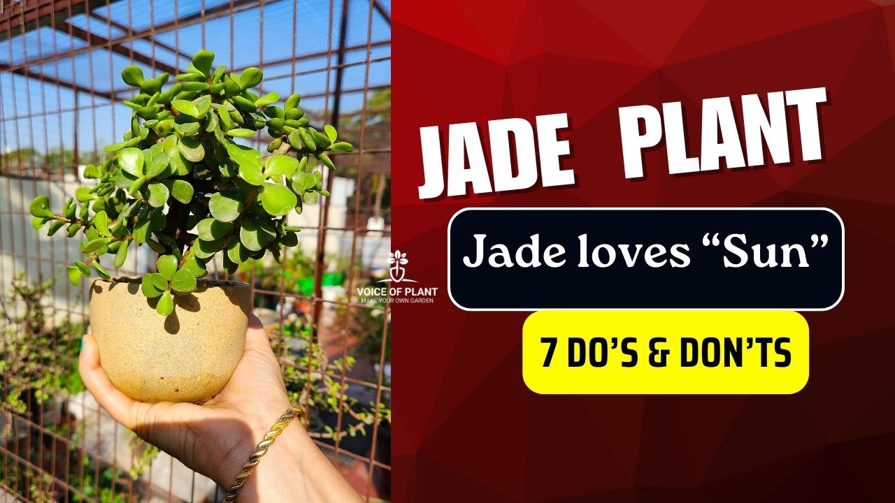 tips to care jade plant in summer