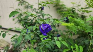 Aparajita purple view 2