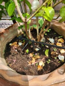 Jasmine mogra soil