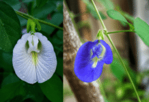 Aparajiat nor flowering