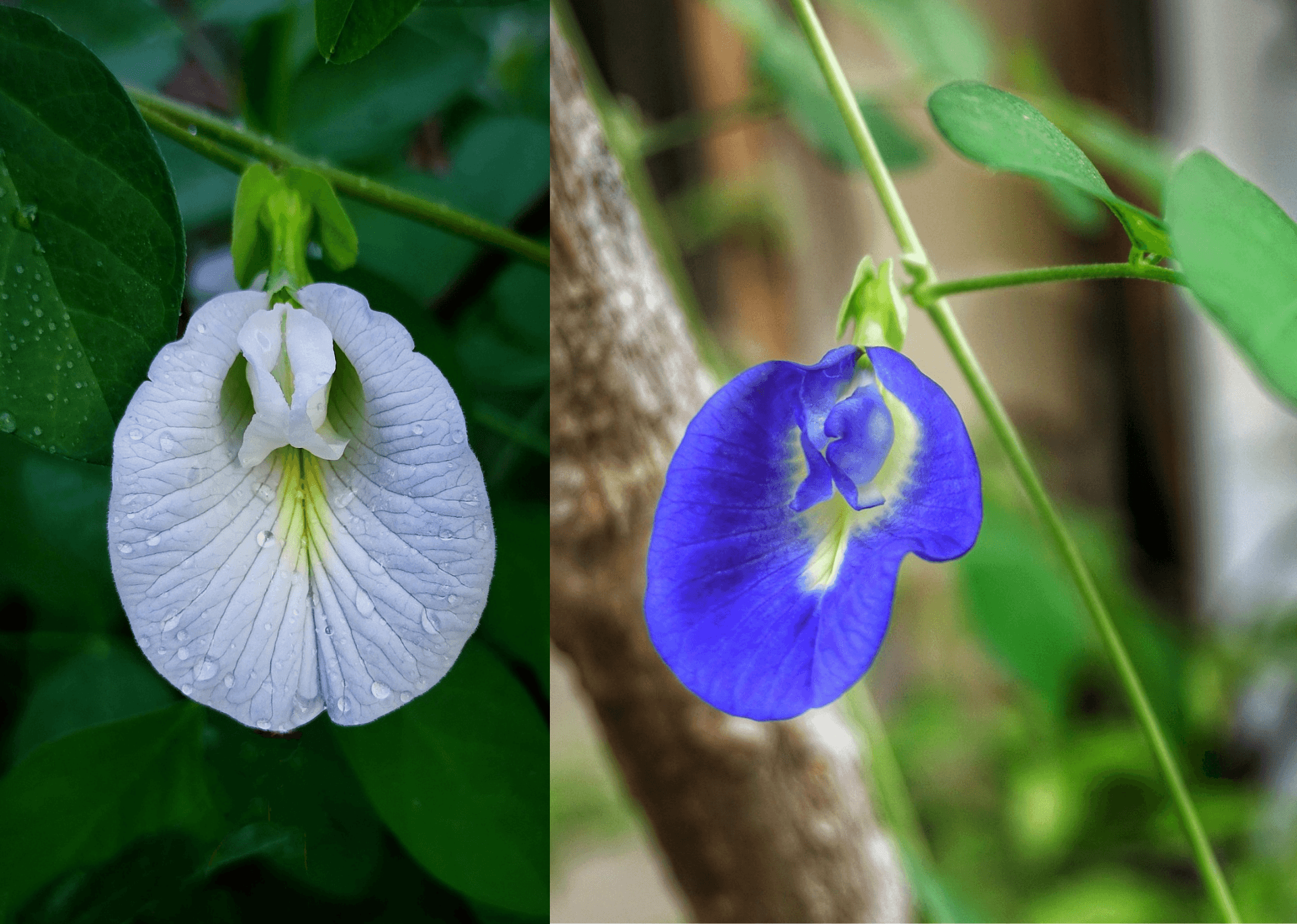 Aparajiat nor flowering