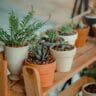 plants