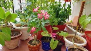 Adenium