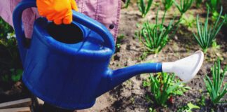 6 Common Mistakes to Avoid in Gardening Gardening mistakes to avoid