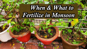 Best Fertilizer for Plants in Monsoon