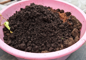 Compost in soil