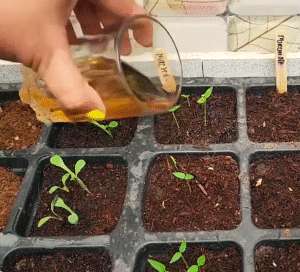 Giving onion peel tonic on small seedlings