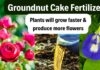Groundnut Fertilizer Benefits