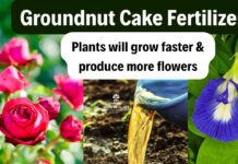 Groundnut Fertilizer Benefits