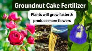 Groundnut Fertilizer Benefits