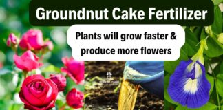 Groundnut Fertilizer Benefits