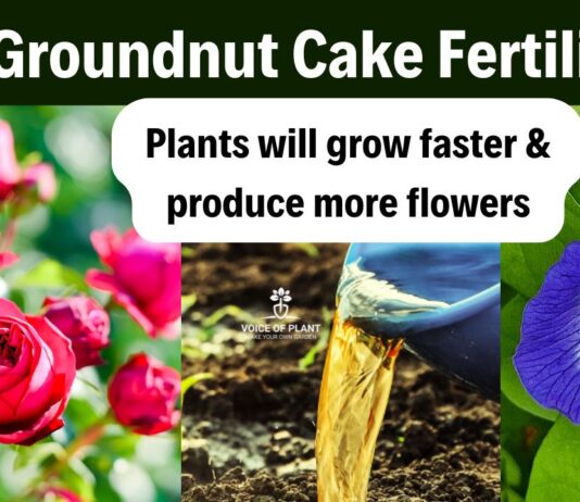 Groundnut Fertilizer Benefits