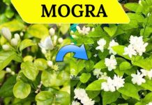 Mogra Plant Not Flowering
