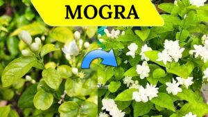 Mogra Plant Not Flowering
