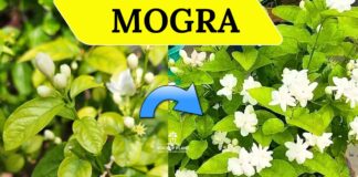 Mogra Plant Not Flowering