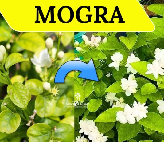 Mogra Plant Not Flowering