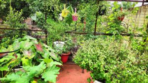 Monsoon garden
