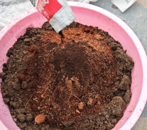 Neem cake powder in soil mix