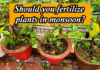 Best Fertilizer for Plants in Monsoon