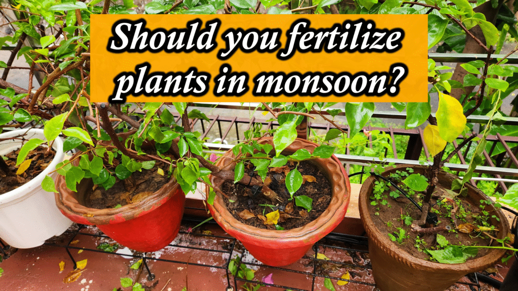 Best Fertilizer for Plants in Monsoon