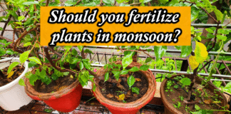 Best Fertilizer for Plants in Monsoon