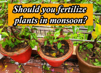 Best Fertilizer for Plants in Monsoon