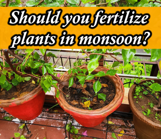 Best Fertilizer for Plants in Monsoon