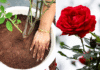 best soil mix for rose plant