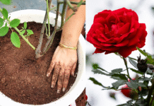 best soil mix for rose plant