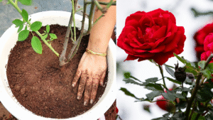 best soil mixture for rose plants