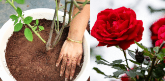 best soil mix for rose plant