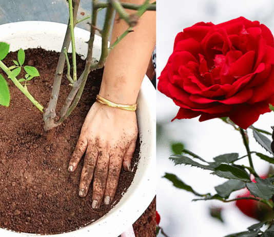 best soil mix for rose plant