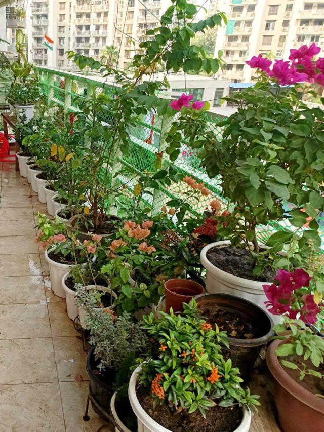 When & How to Give Fertilizer To Plants in Monsoon: 7 Tips