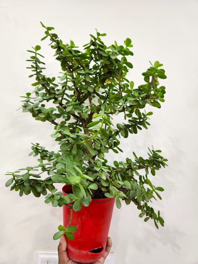 7 Jade Plant Care Tips: Sunlight, Watering, Soil & Pruning