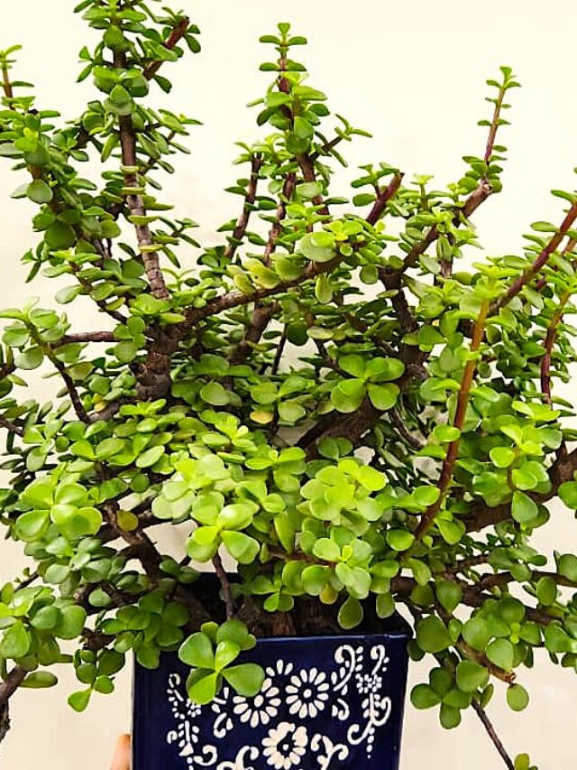 How to Make Your Jade Plant Bushy and Healthy in 5 Easy Tips