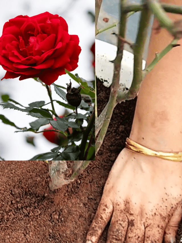 Want More Flowering? Use This Soil Mix for Rose Plant