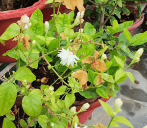 Jasmine mogra dull