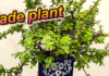 jade plant care