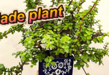 Jade Plant Care: How to Grow, Water, Fertilize & Propagate for Healthy Growth jade plant care