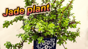 jade plant care