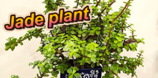 jade plant care