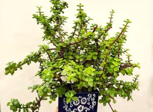 jade plant care