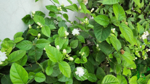 jasmine buds