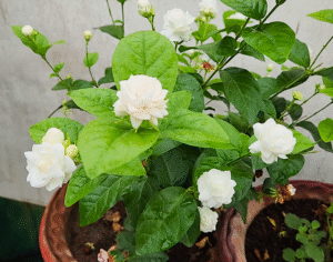 Jasmine mogra flowering