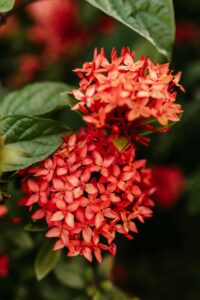 Ixora