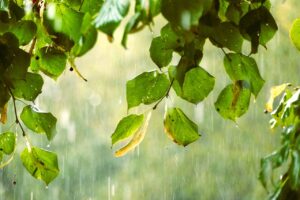 Plants to Protect from Rain