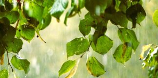 Plants to Protect from Rain